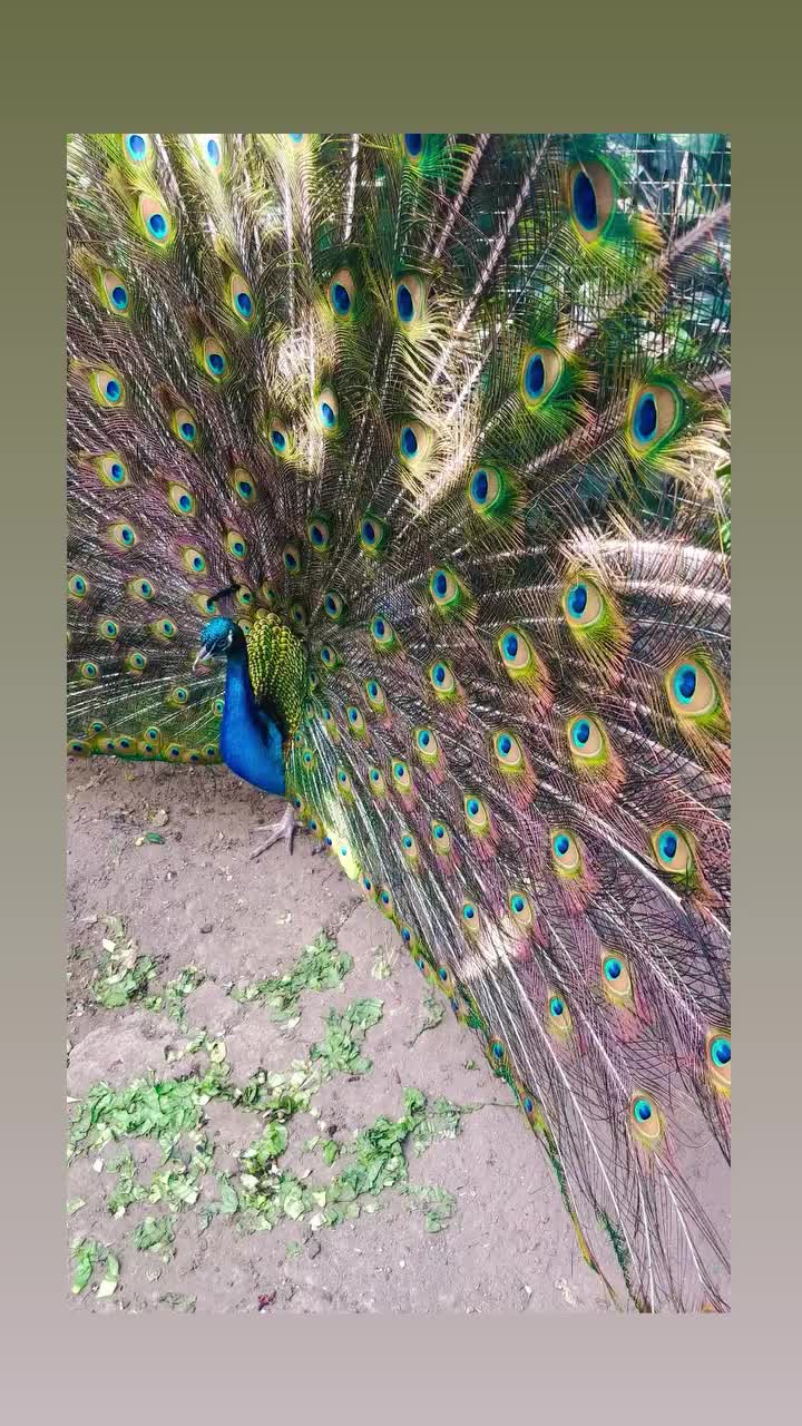 @The Lost Gardens