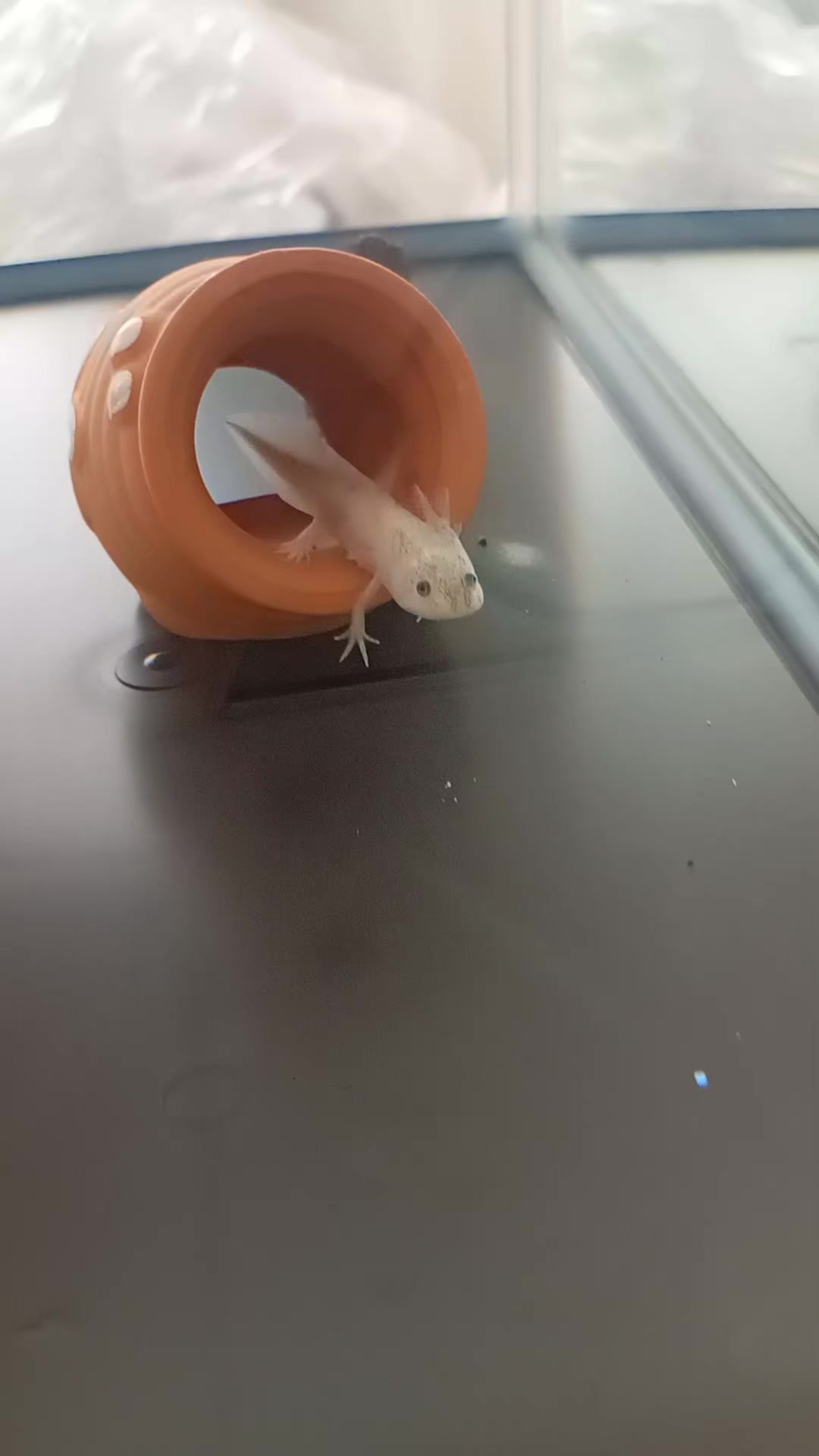 @𝓤𝓹𝓪꒰( ˙𐃷˙ )꒱