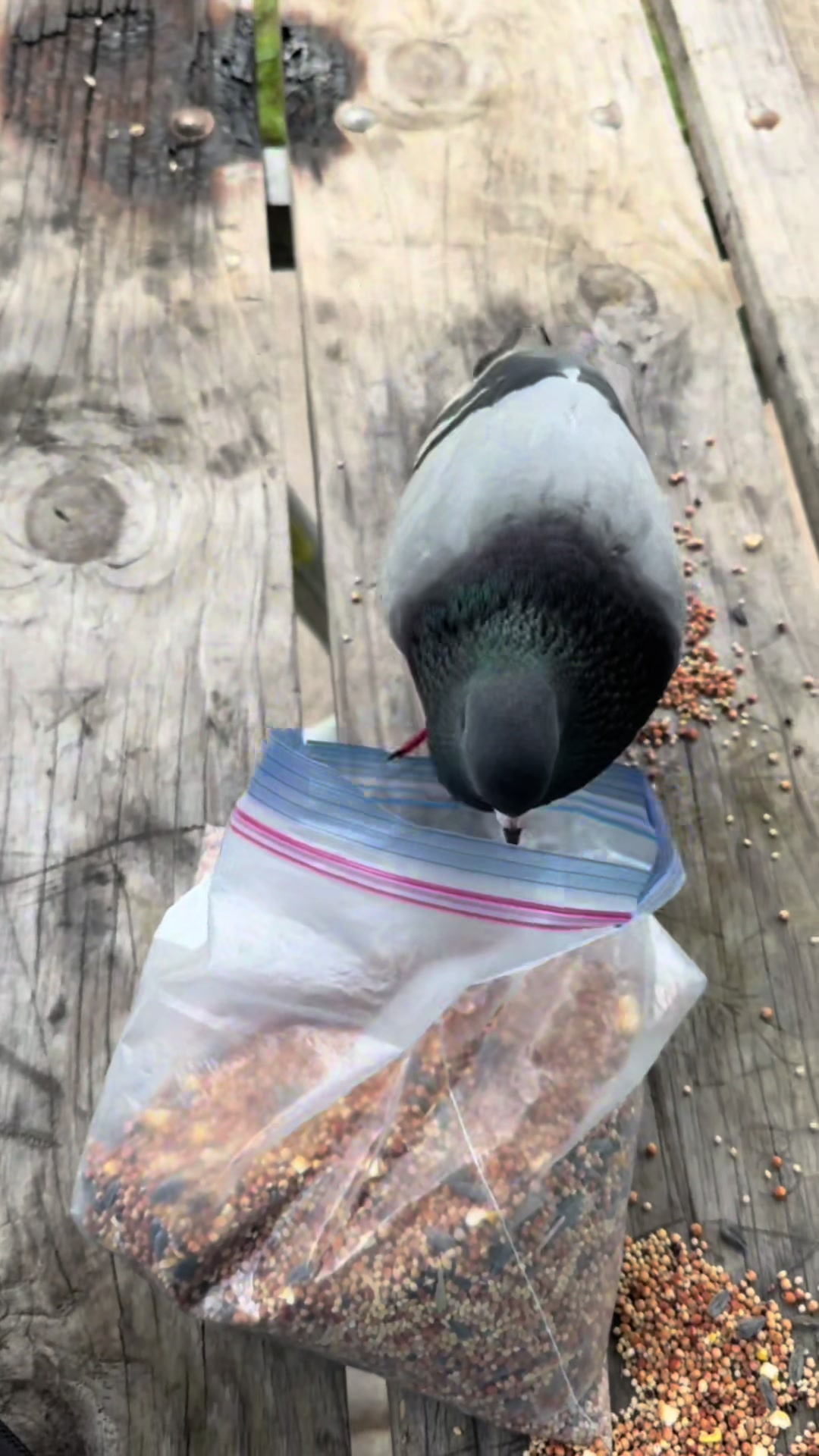 @Beebee The Pigeon