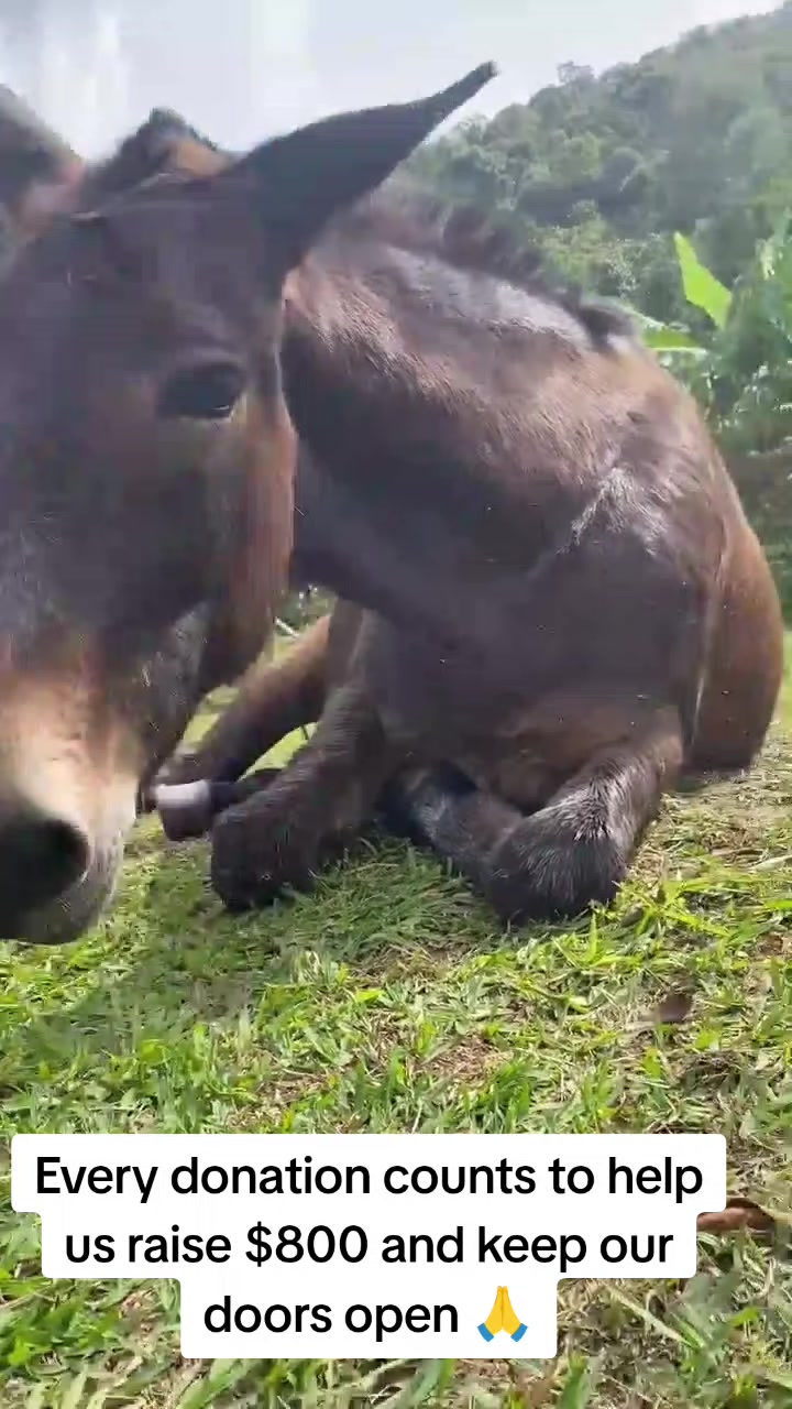 @REBORN ANIMAL RESCUER