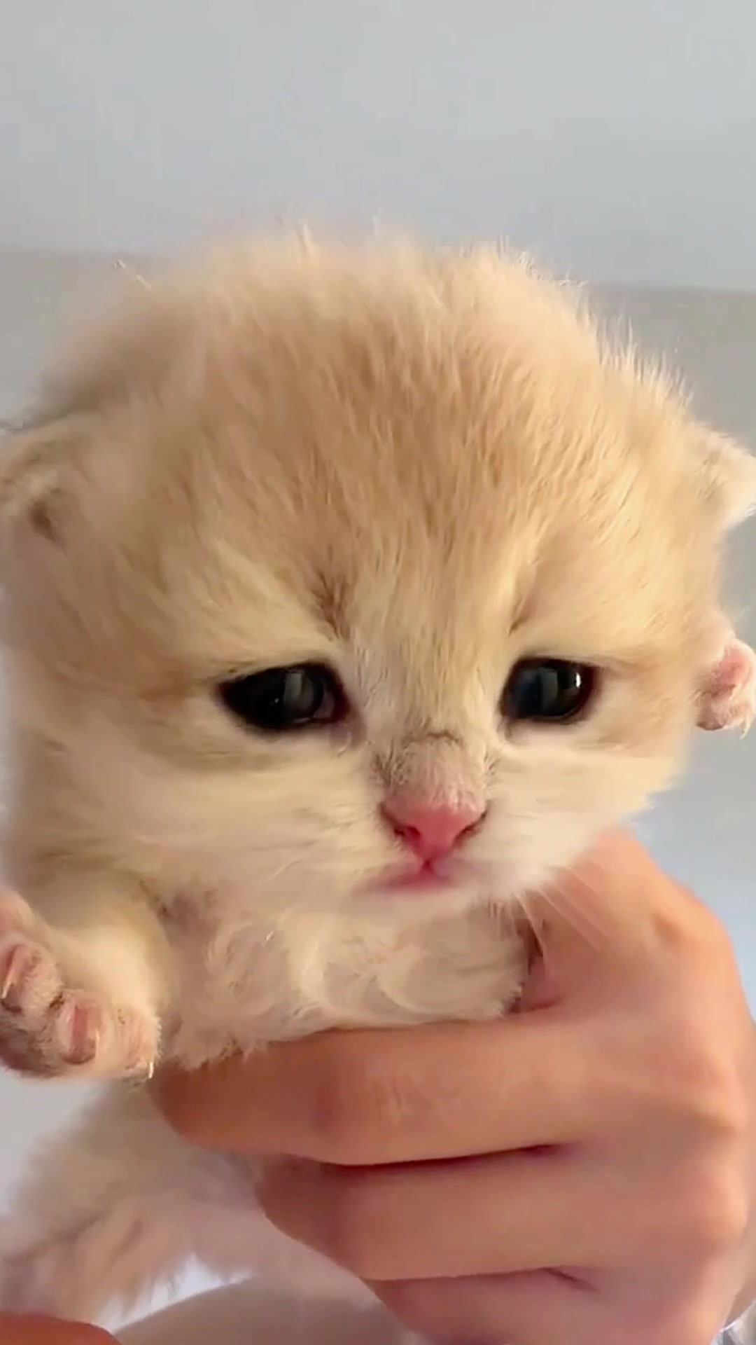 @catbosssss