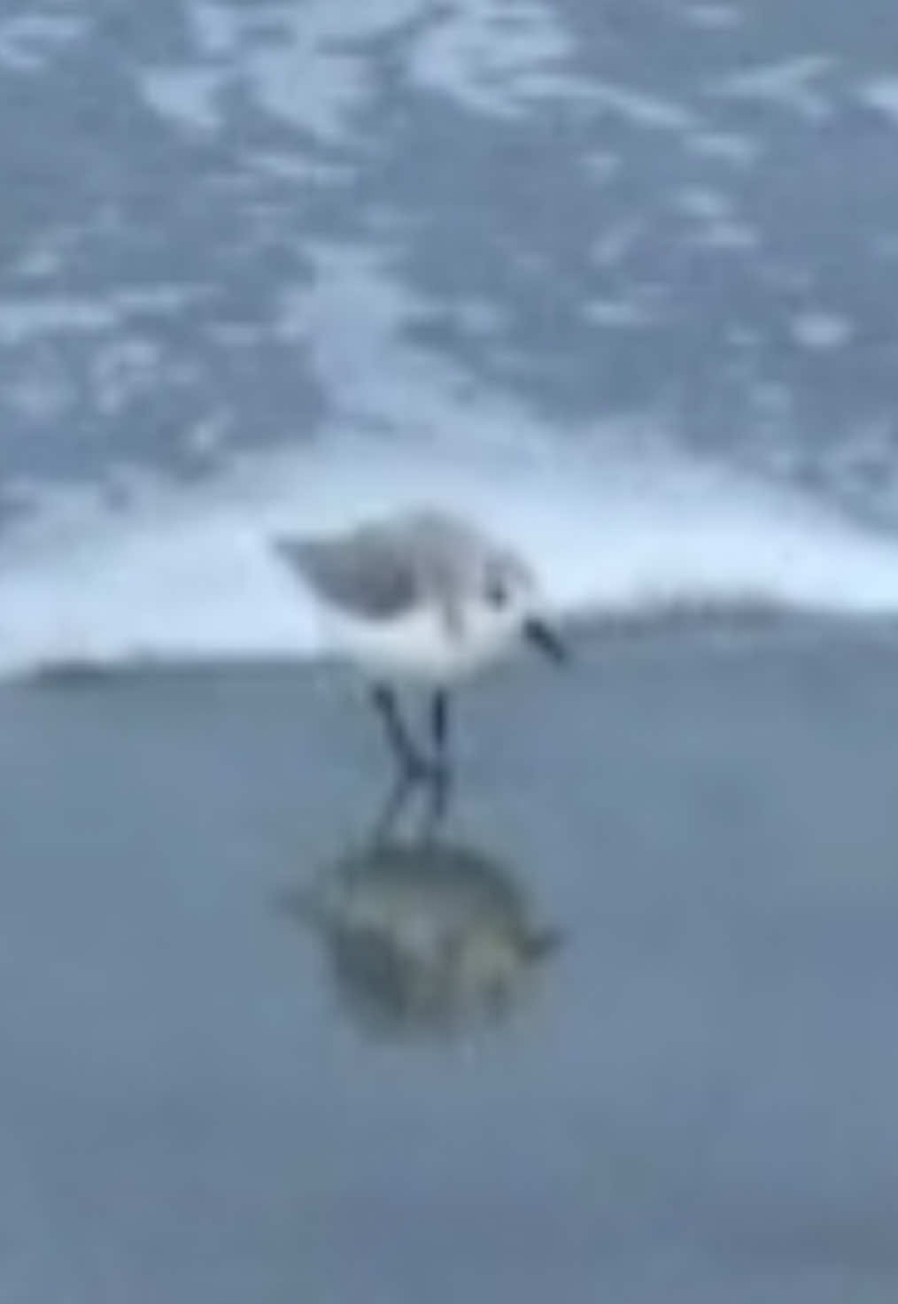 @BIRD