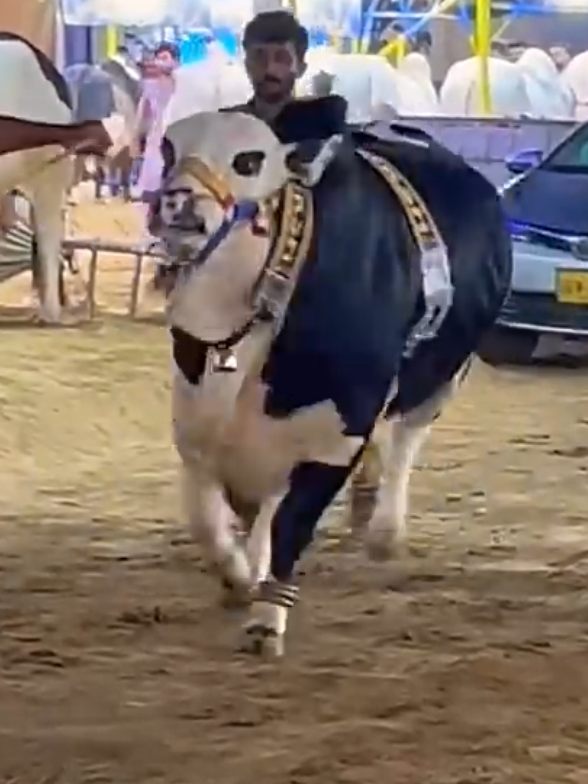 @Karachi Bull lovers