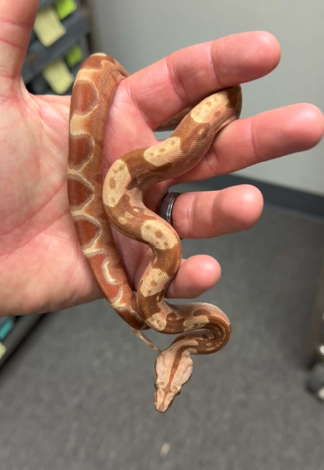 @Snake Country