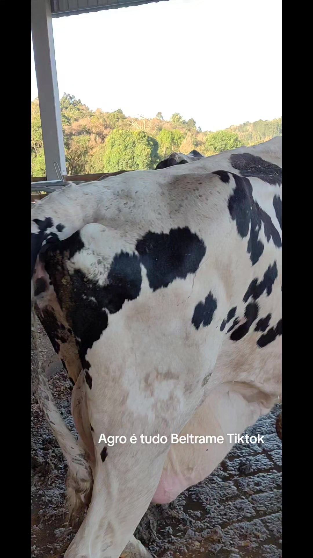 @agro é tudo beltrame