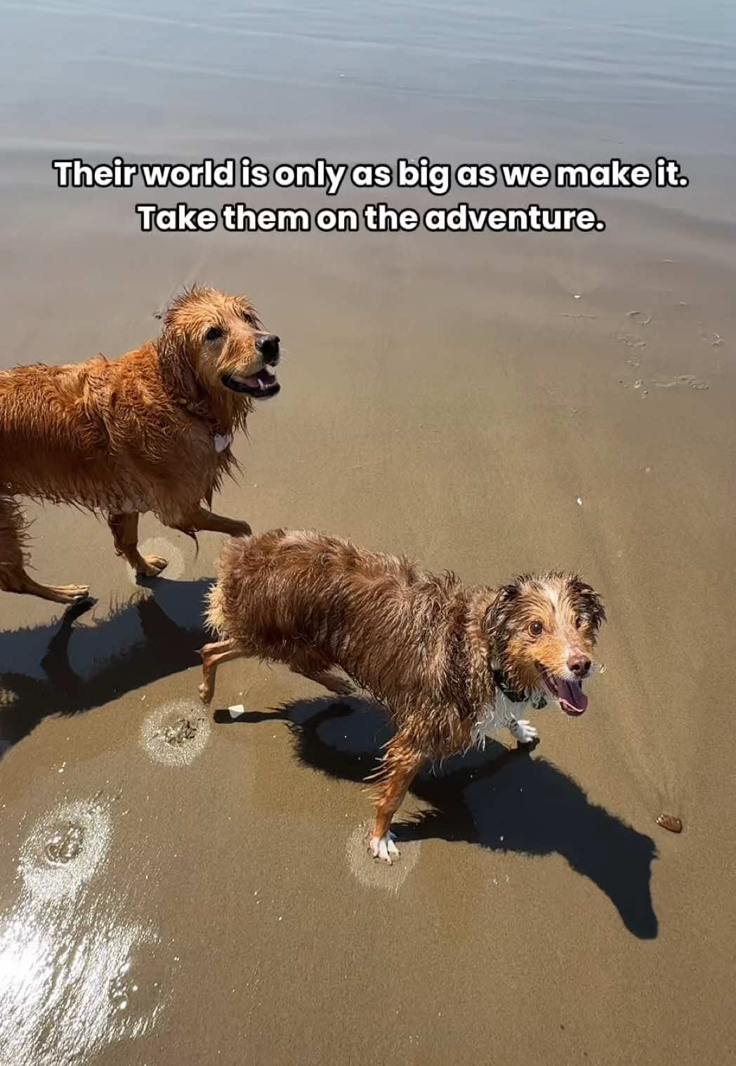 @ayce & aria 🐶