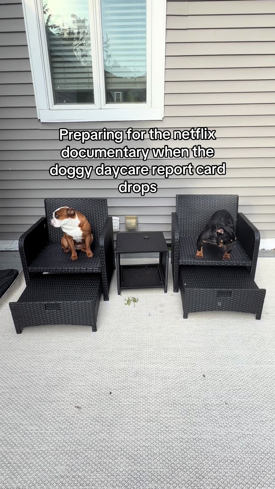 @Poptart The Bulldog