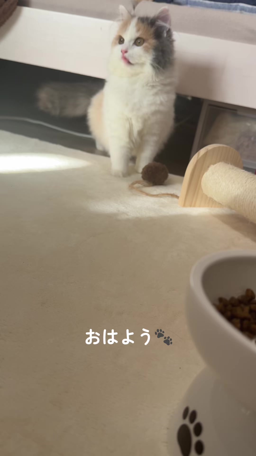 @ねこ日記
