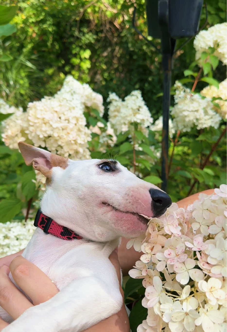 @Terra_Viva_minibullterrier