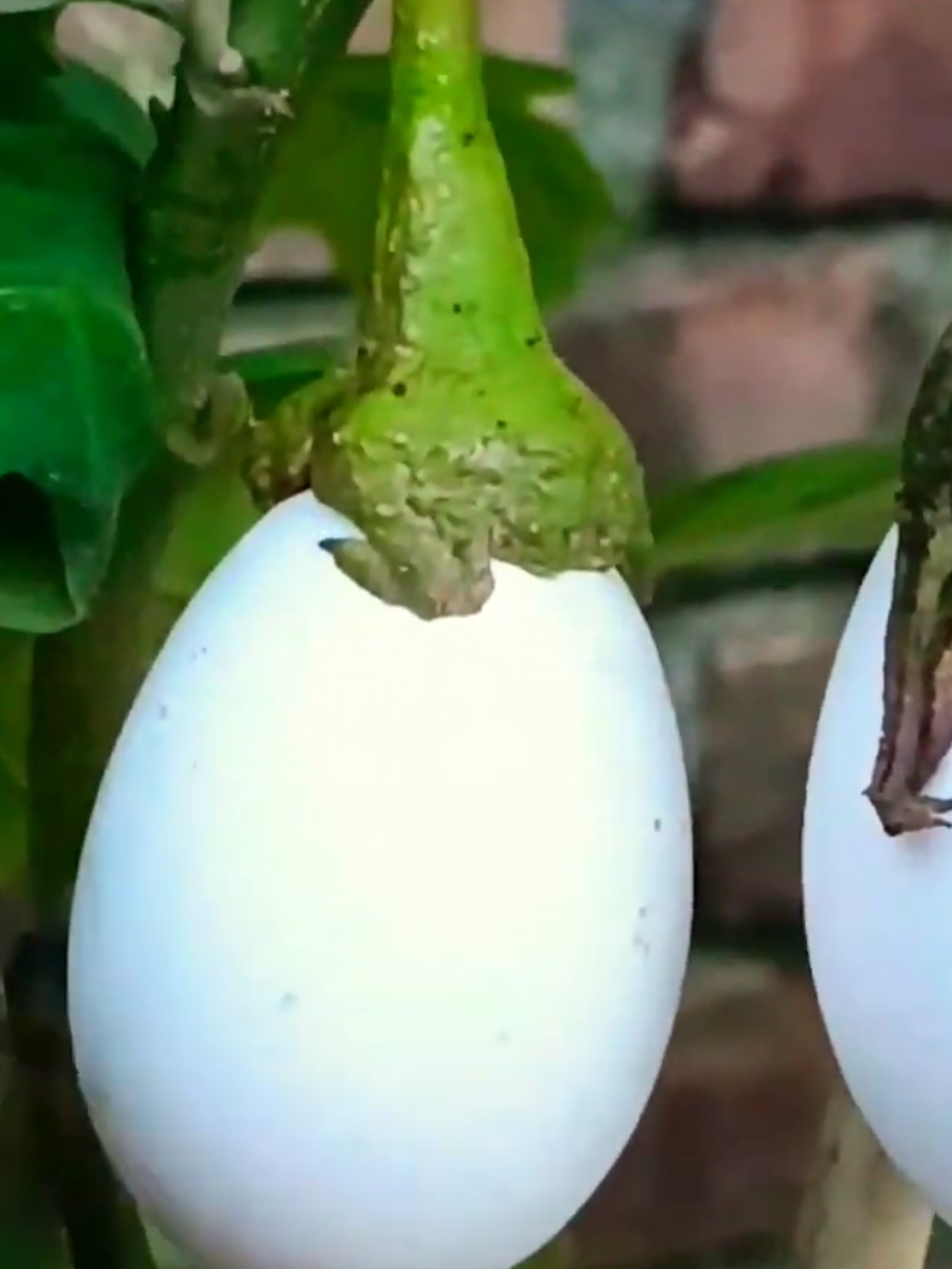 @PlantsLife