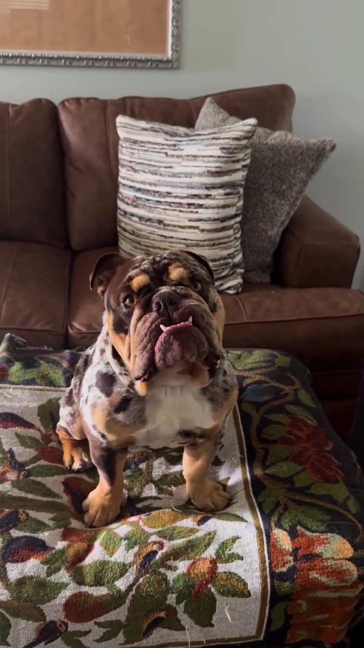 @barkleythabulldog