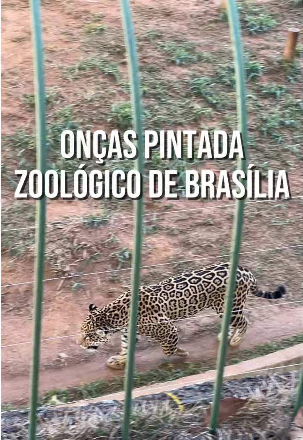 @JDM A NATUREZA EM AÇÃO