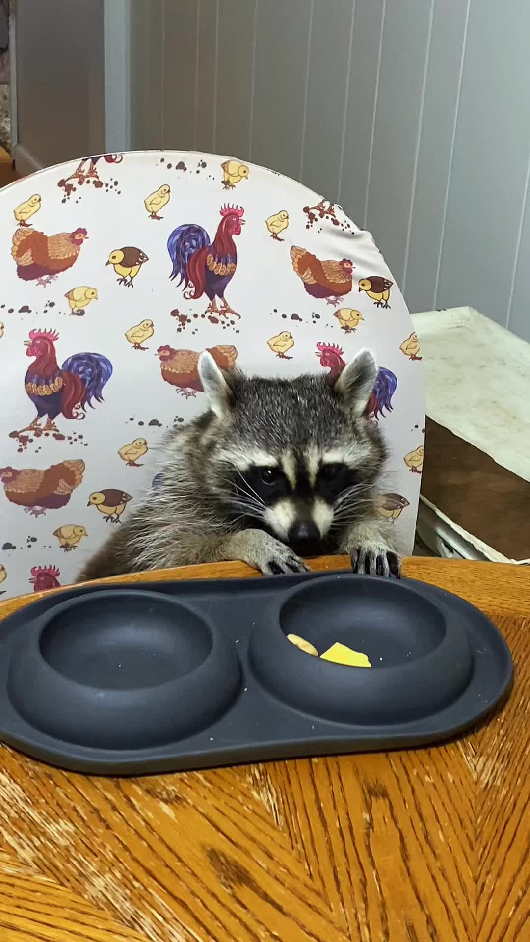 @Loki the raccoon