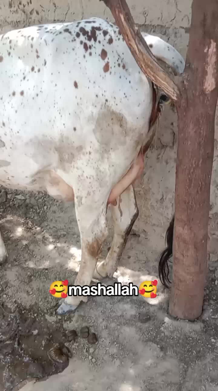@BADSHAH