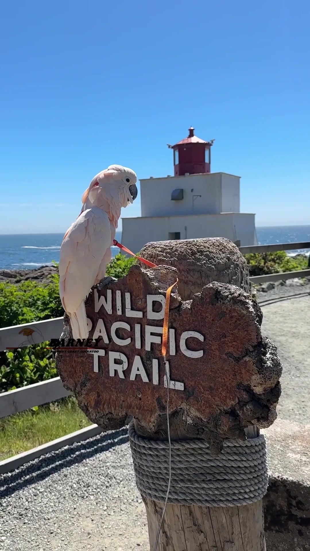 @Barney the West Coast Cockatoo