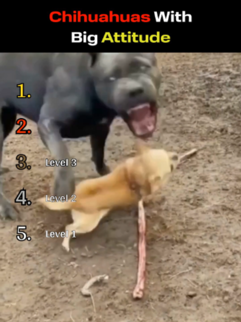 @RankingAnimalMoments
