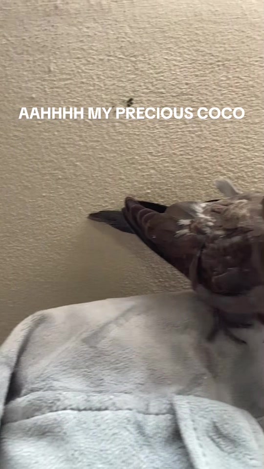 @Lemon_the_cockatiel