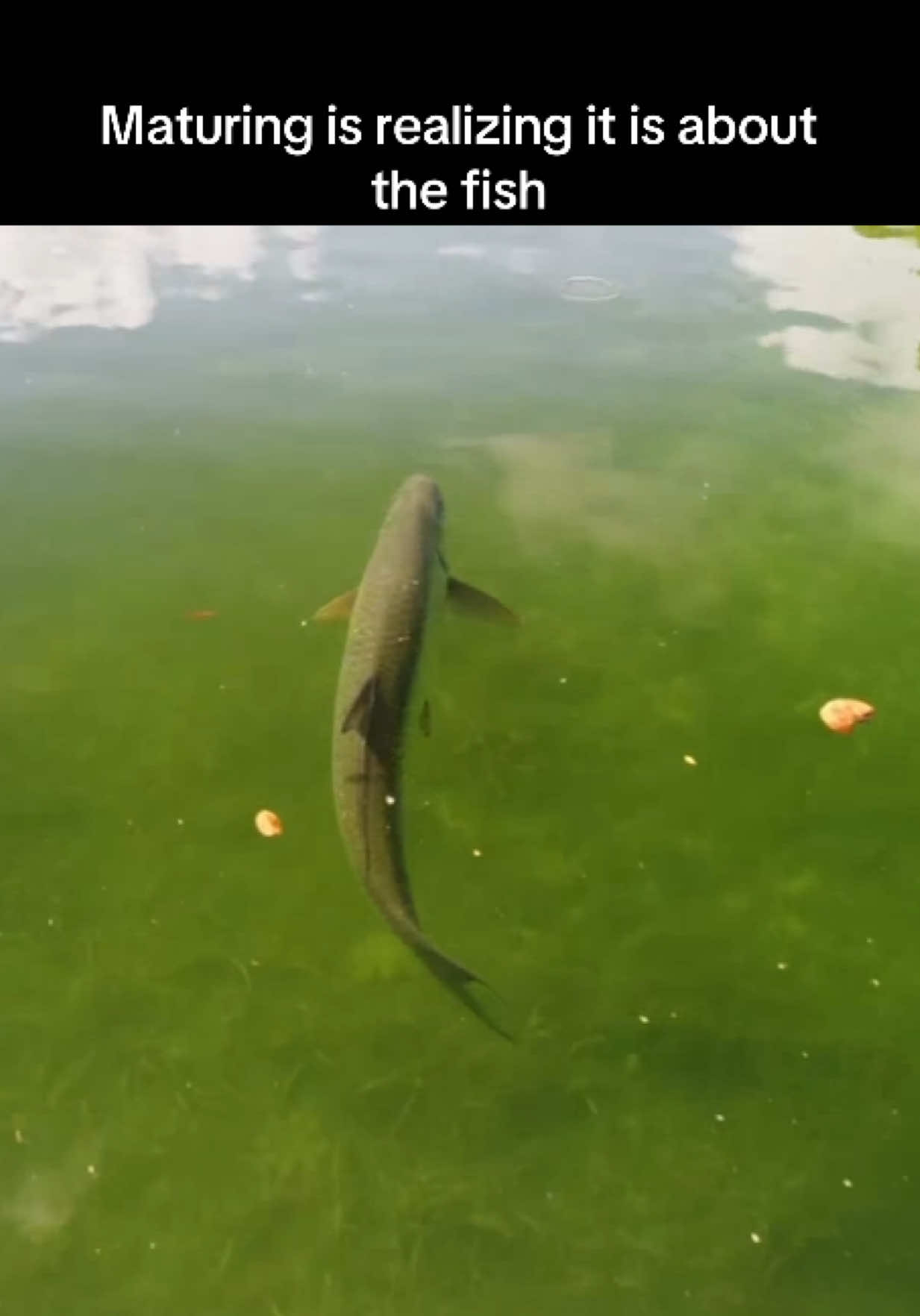 @FishGuy