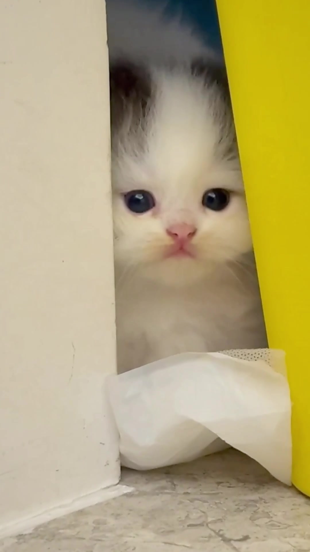 @catbosssss