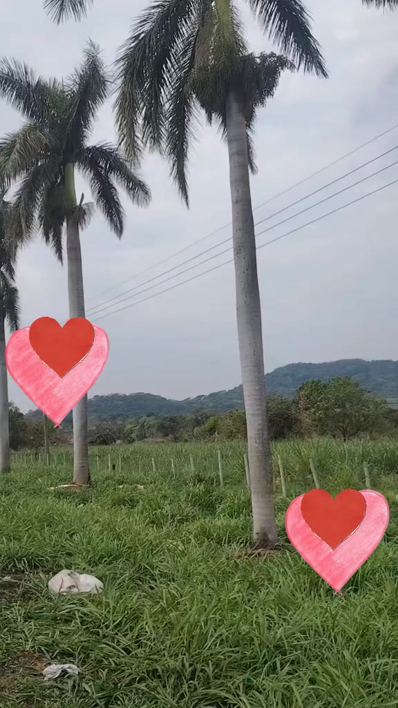 @Annahy 🦋(^-^)❤️😍❤️&zwj;🩹