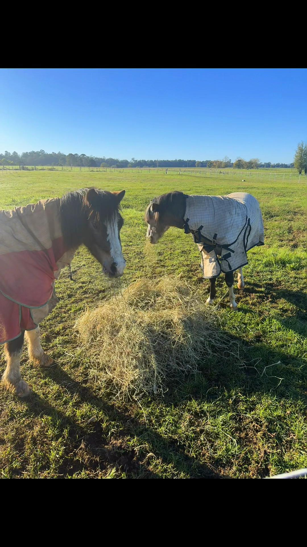 @RV Park Show Ponies
