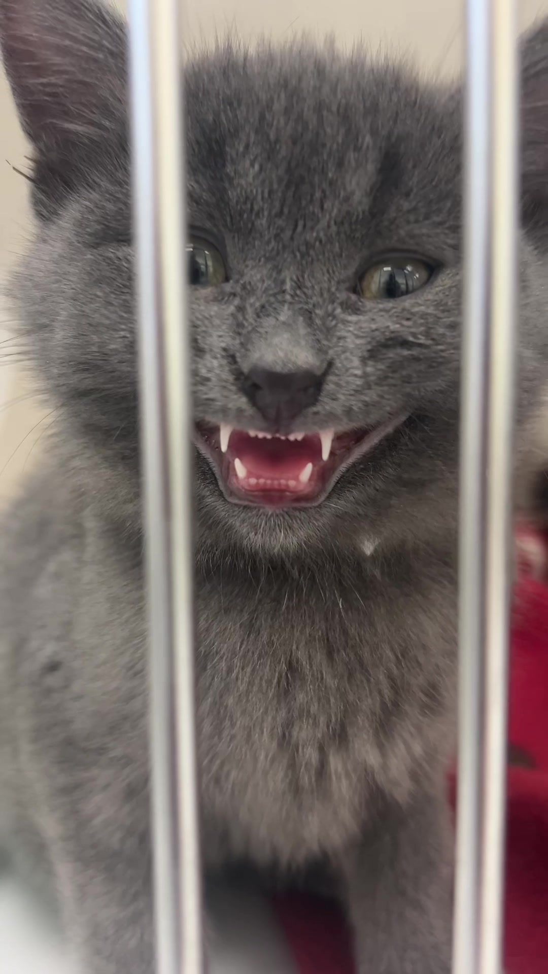 @Calgary Humane Society