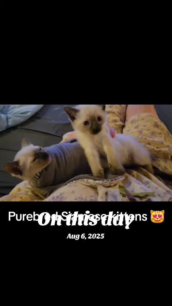 @Brittany's Beauties Kittens