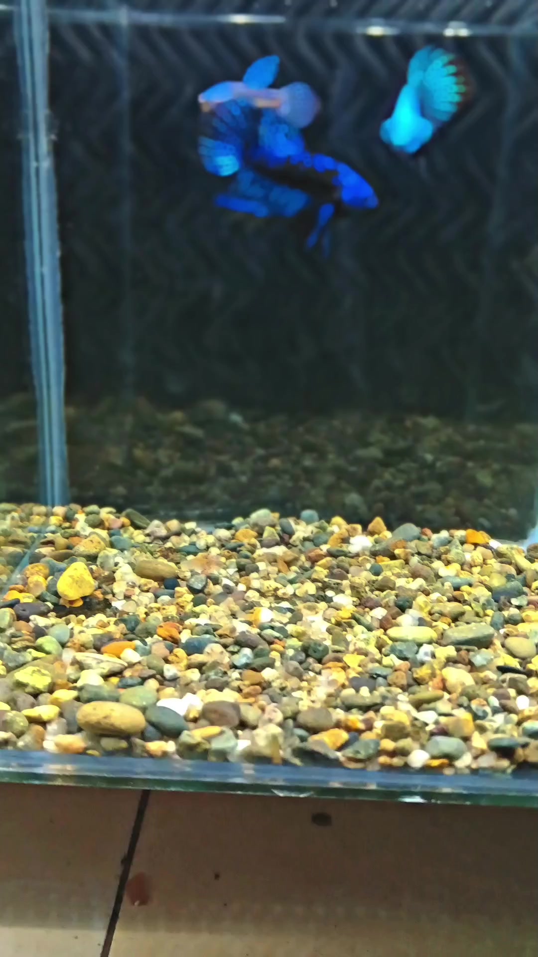 @JRISON.Betta
