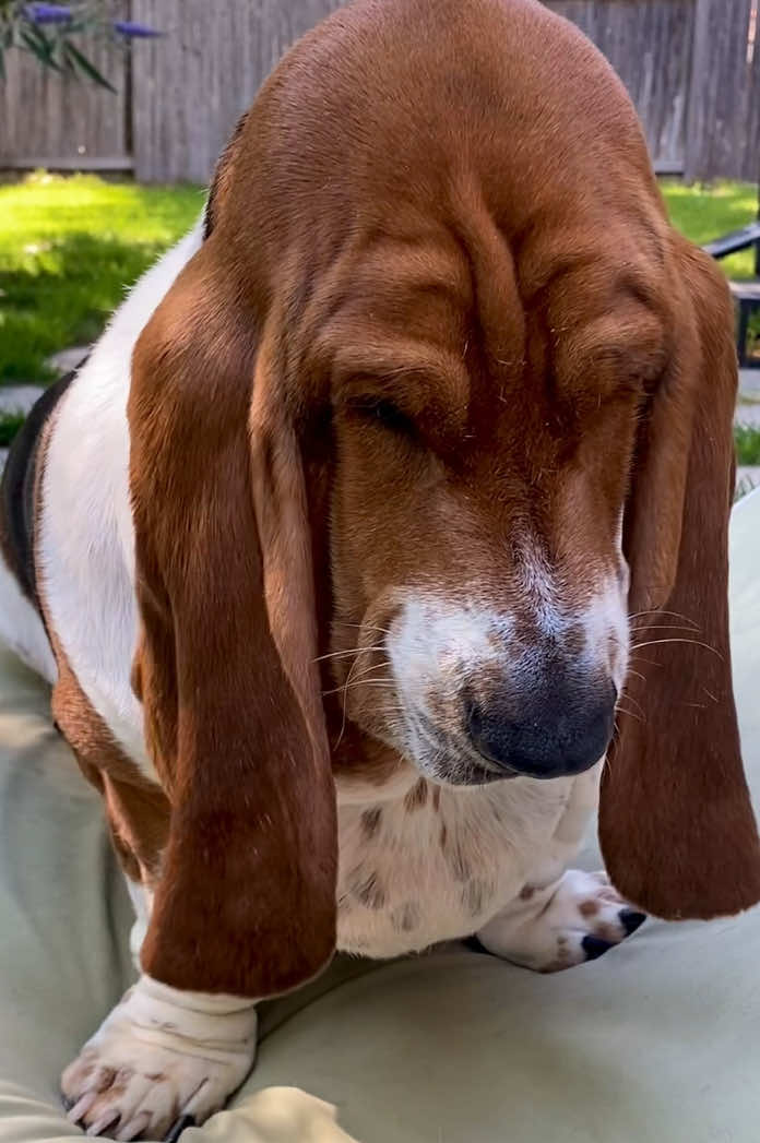 @baudelairethebasset