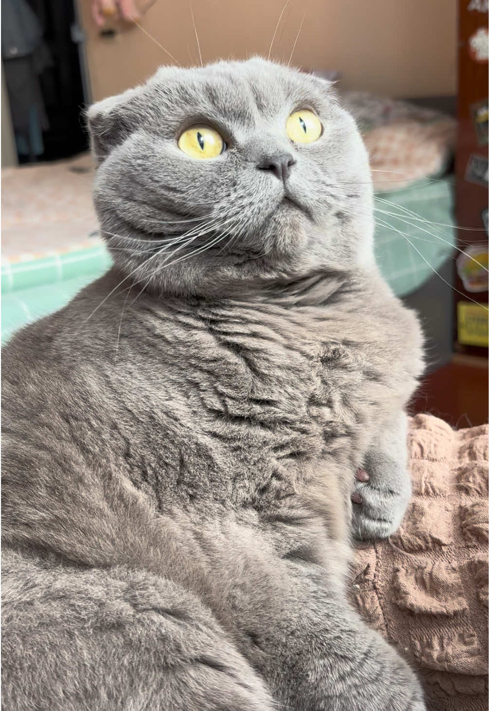 @мистер Цой | вислоухий кот