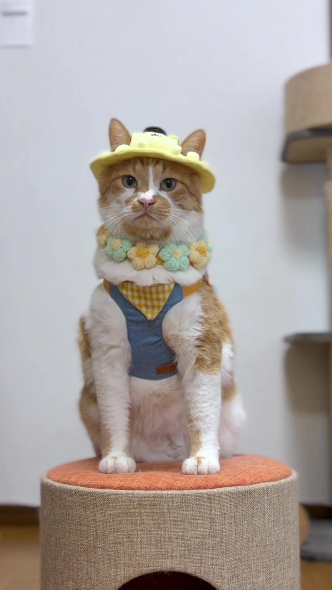 @お散歩大好きもんぶらん🐈