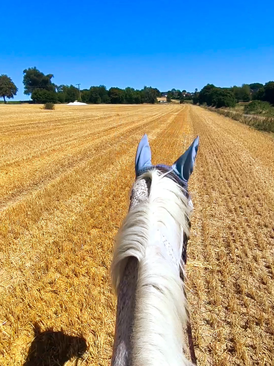 @Spring"Pony"Casha