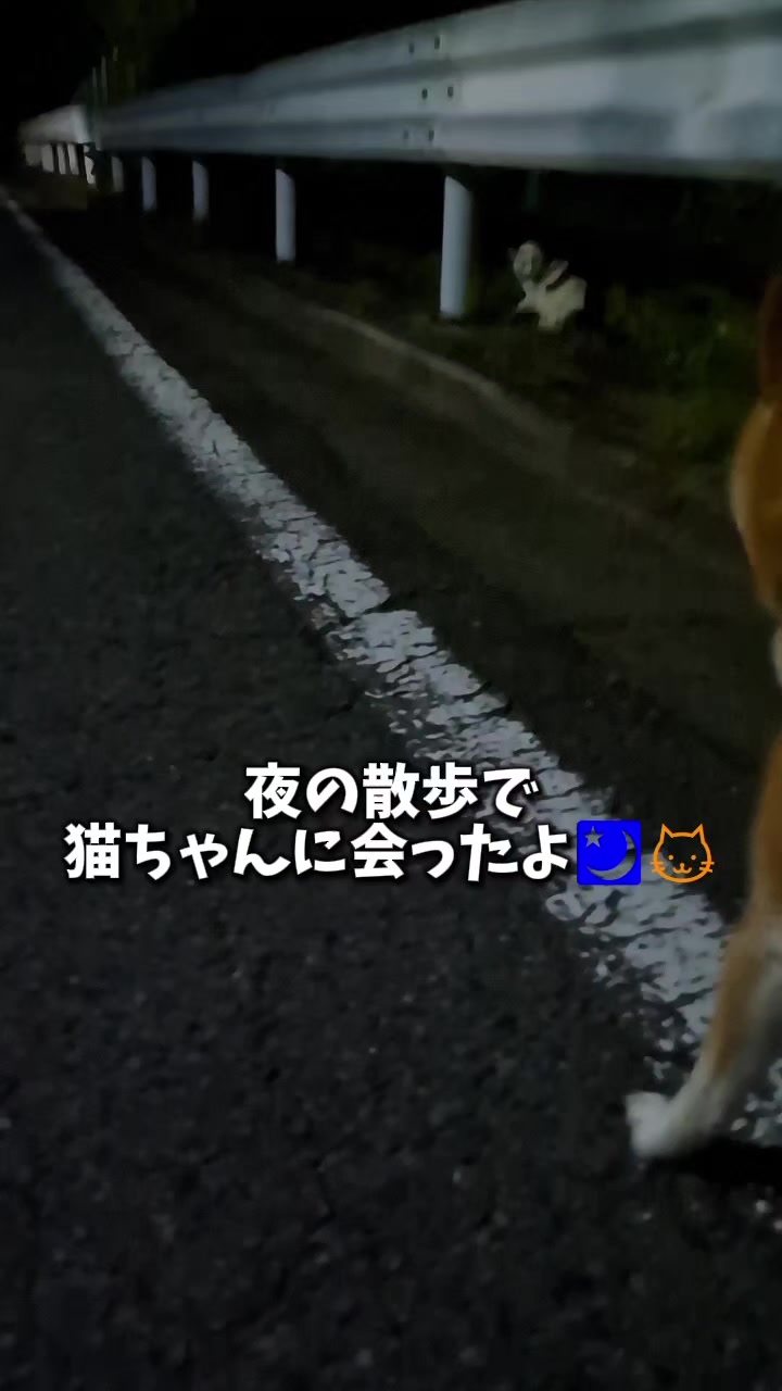 @柴犬リクママ