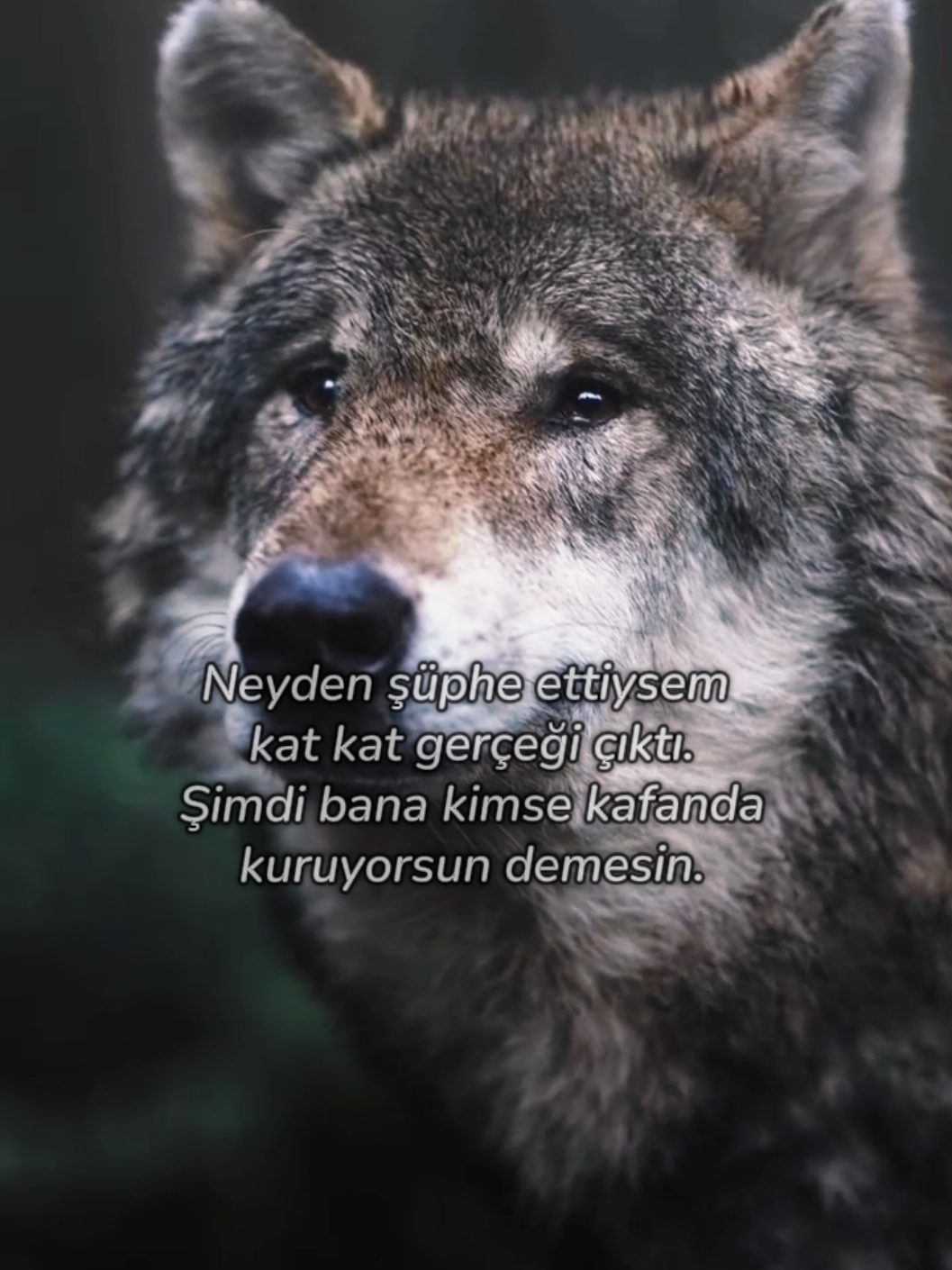 @HAYDAR &Ouml;ZEL