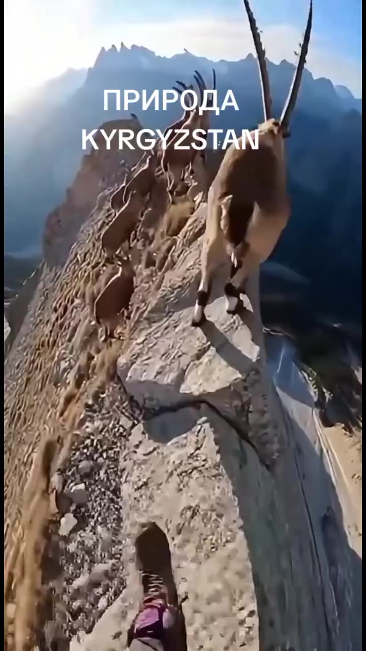 @aidarali_63