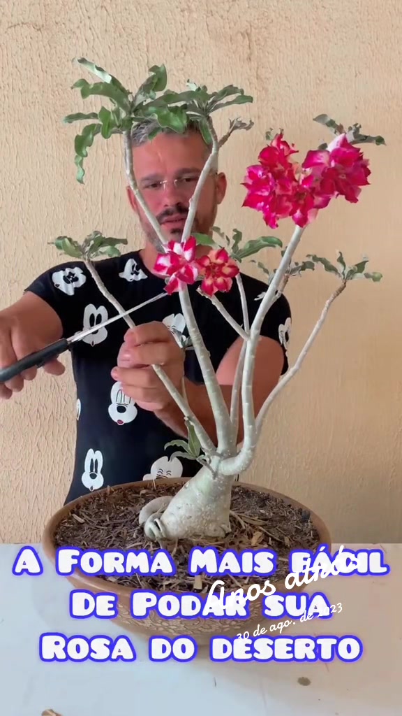 @Eugenio Amante de Rosas