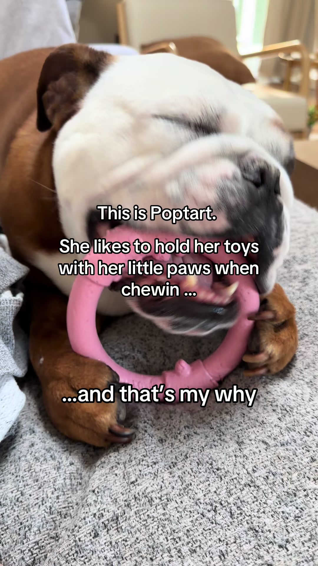 @Poptart The Bulldog