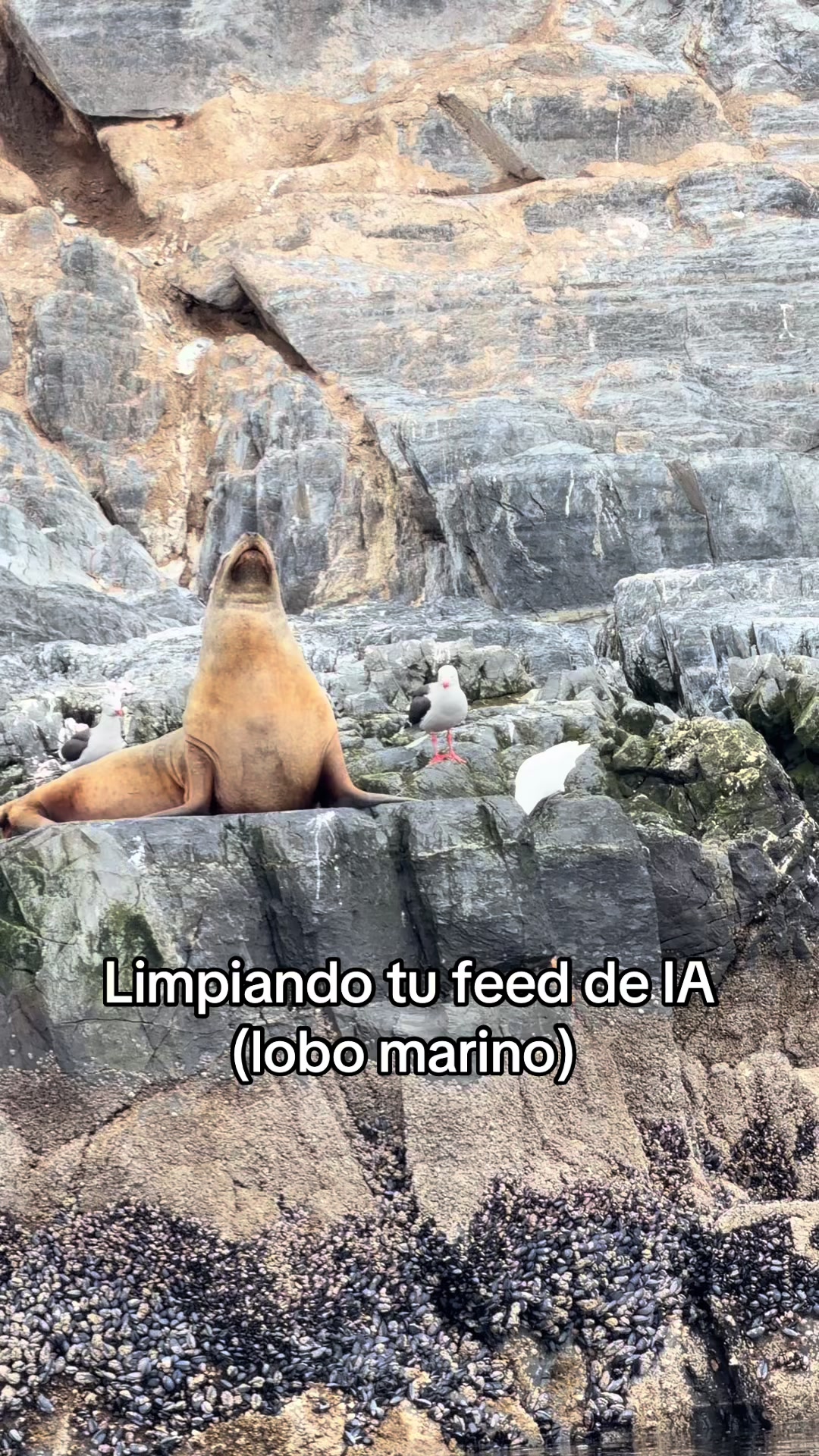 @Jair Herrera 🐆