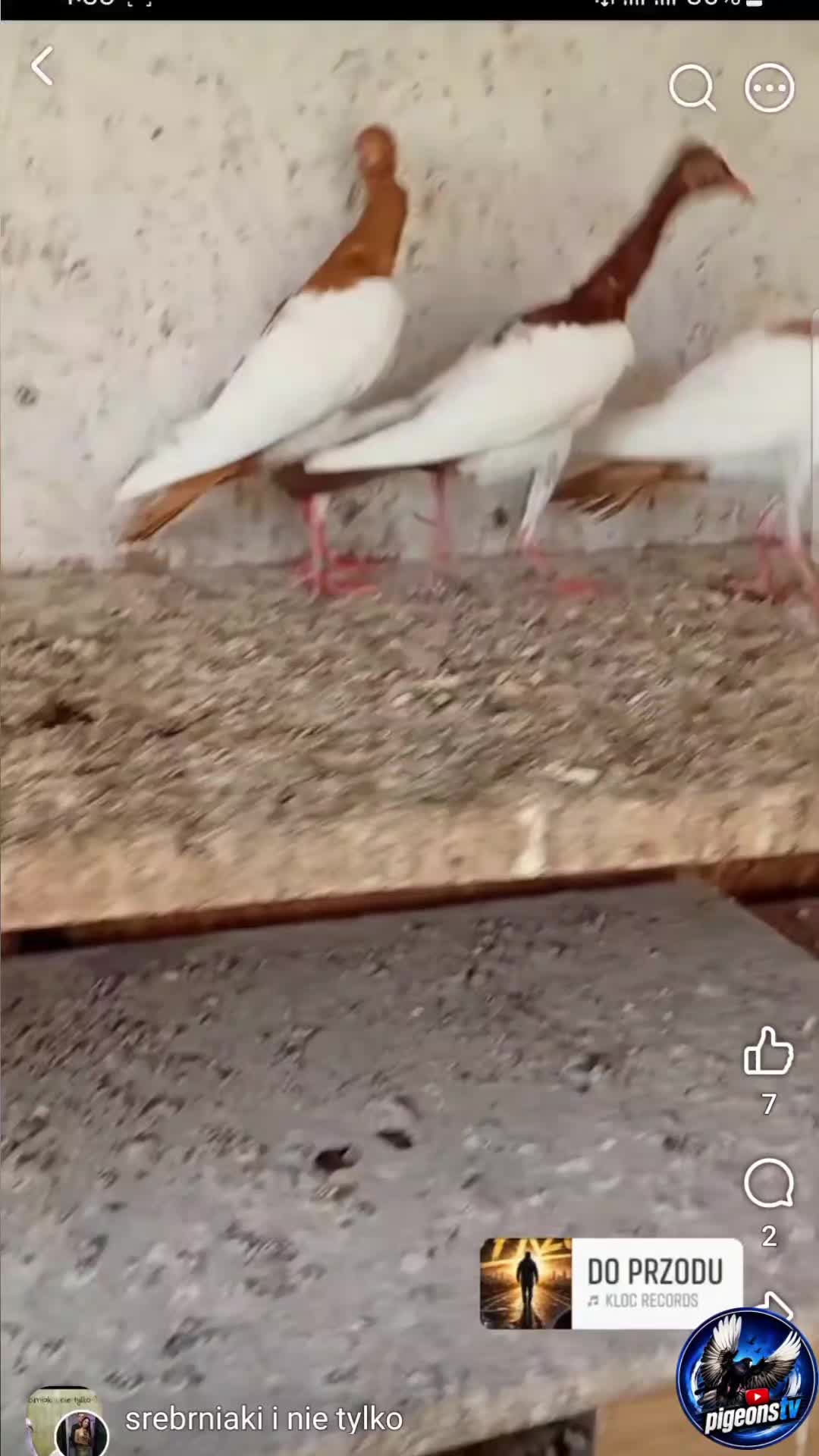 @Pigeons Tv
