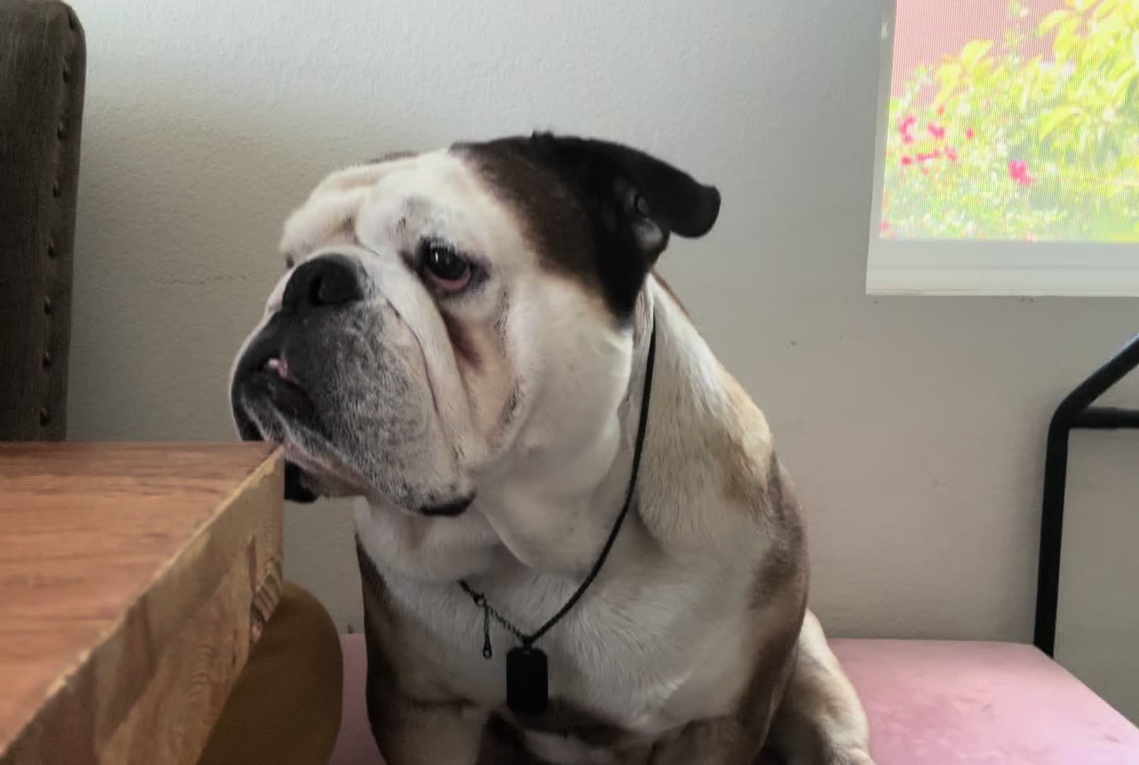 @Taco 🐶🧿