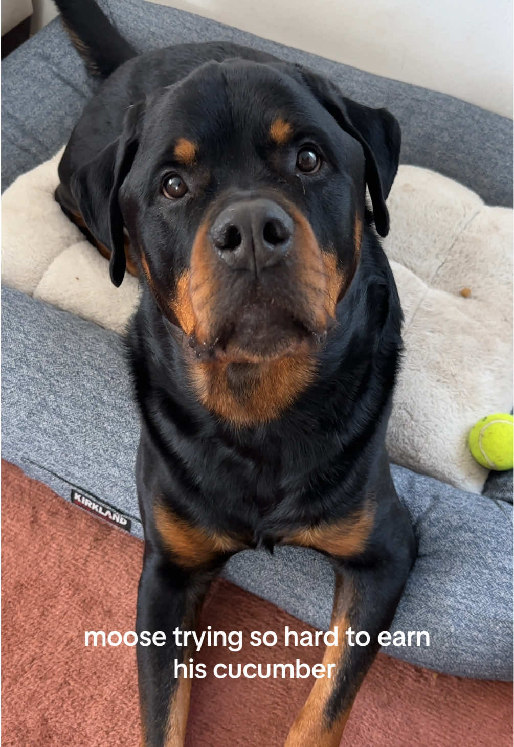 @Moose The Rottie