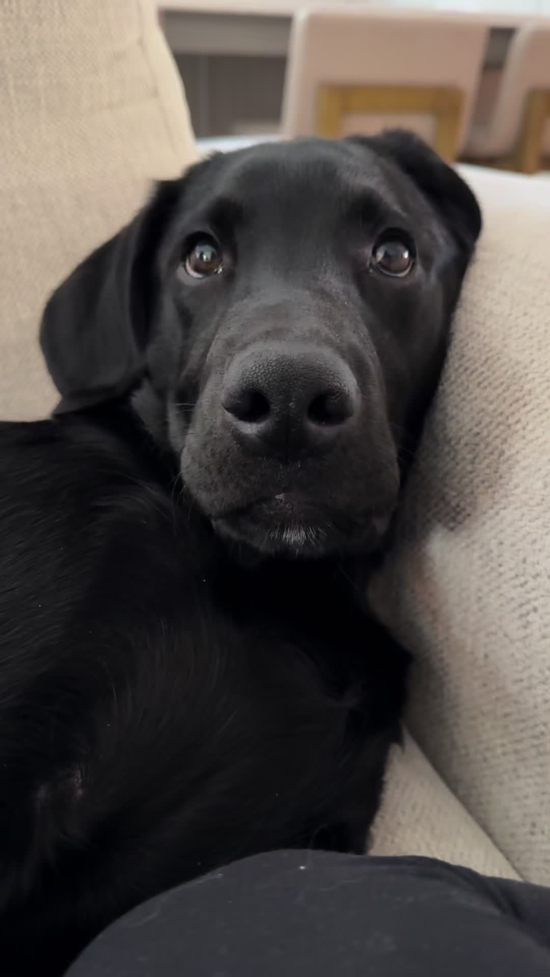 @ghostblacklab