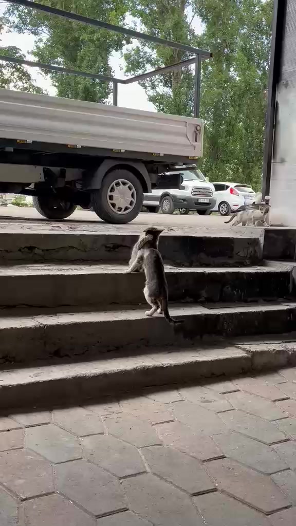 @MAVİİ🐾ALİŞŞ