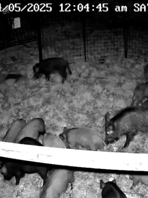 @Hog Brothers Custom Hog Traps