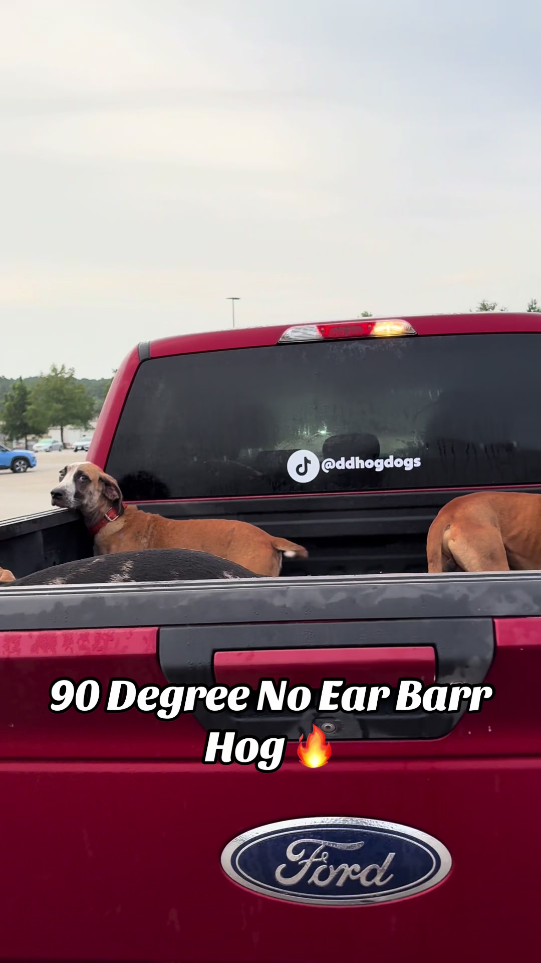 @DoubleDownHogDogs