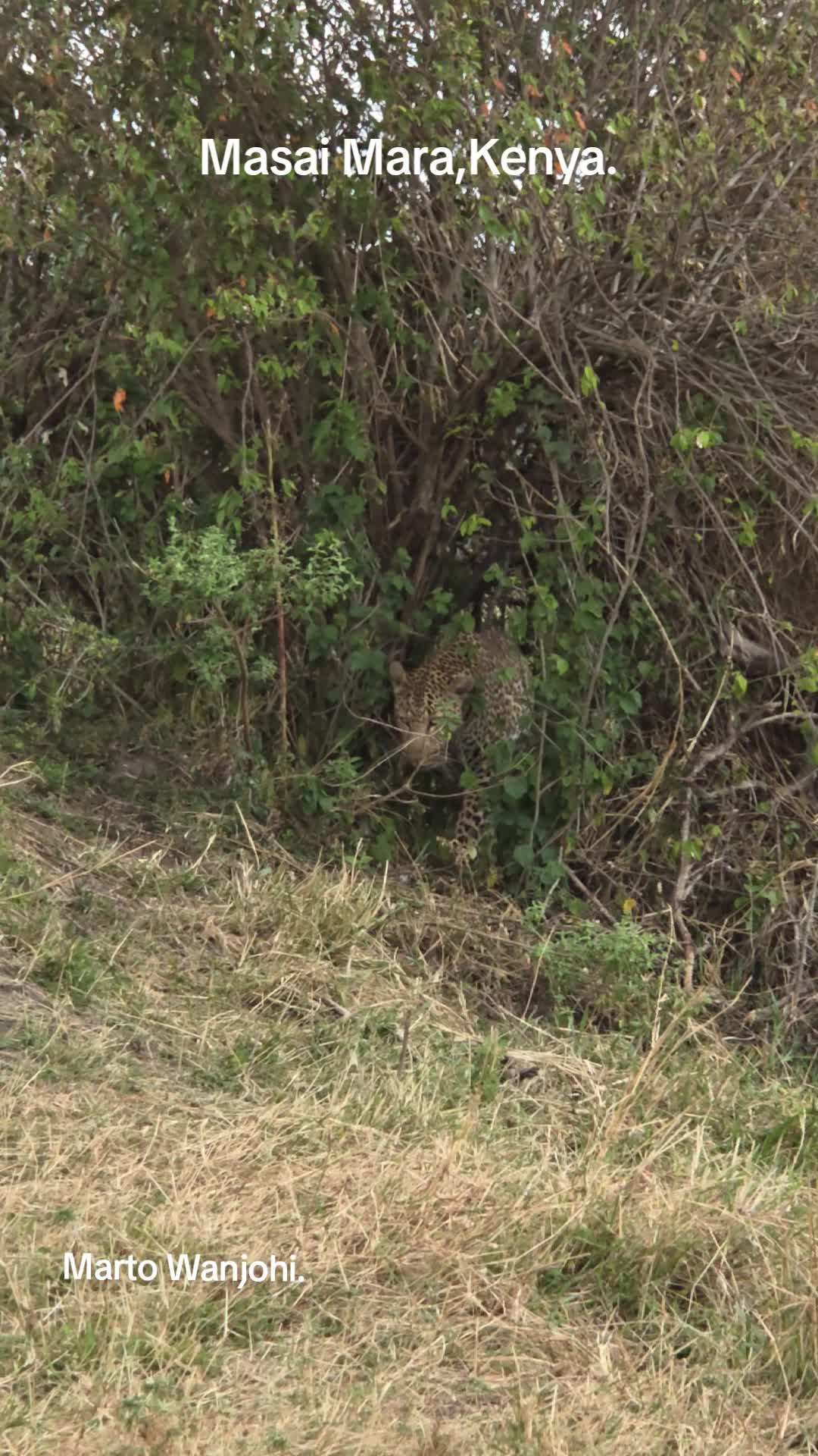 @Safaris with Marto Wanjohi.