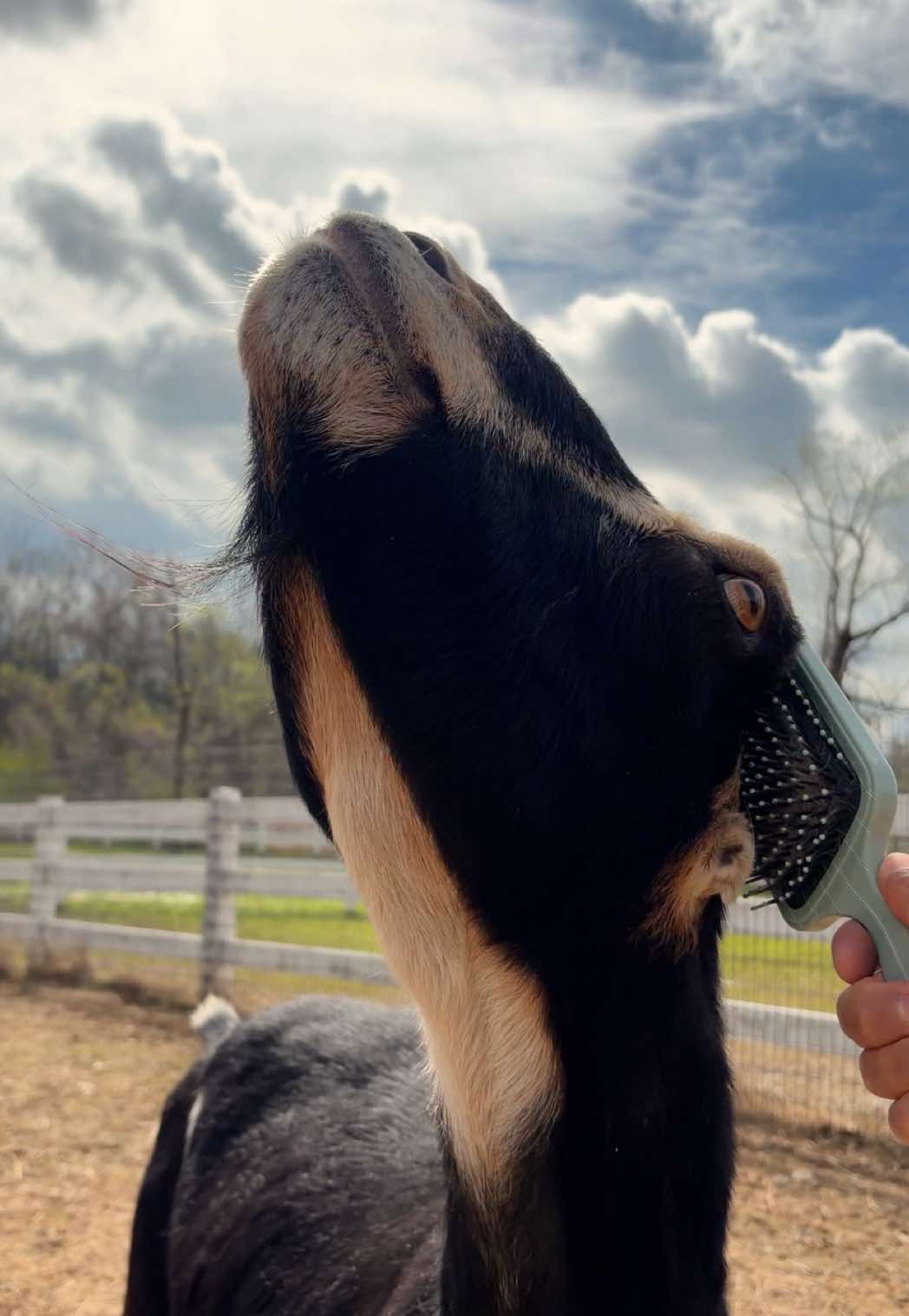 @The Gentle Barn | Sanctuary