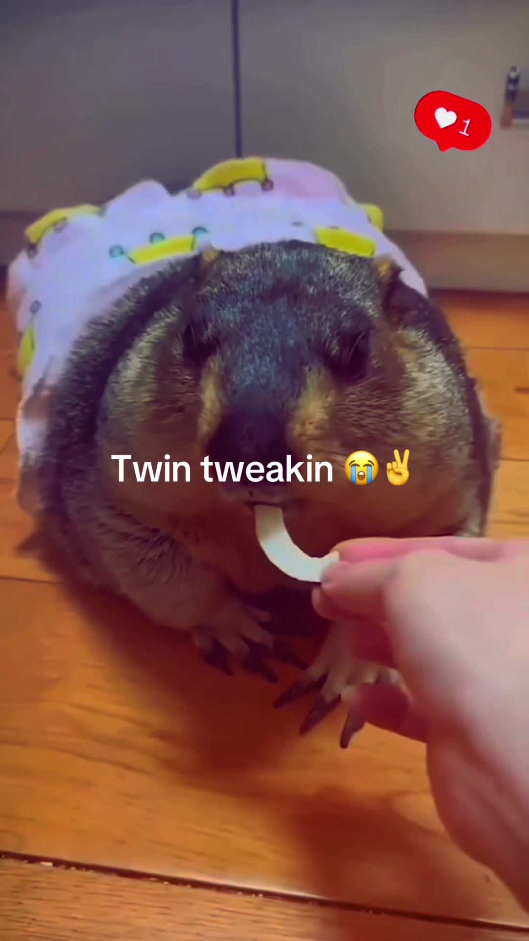 @dailymarmot00