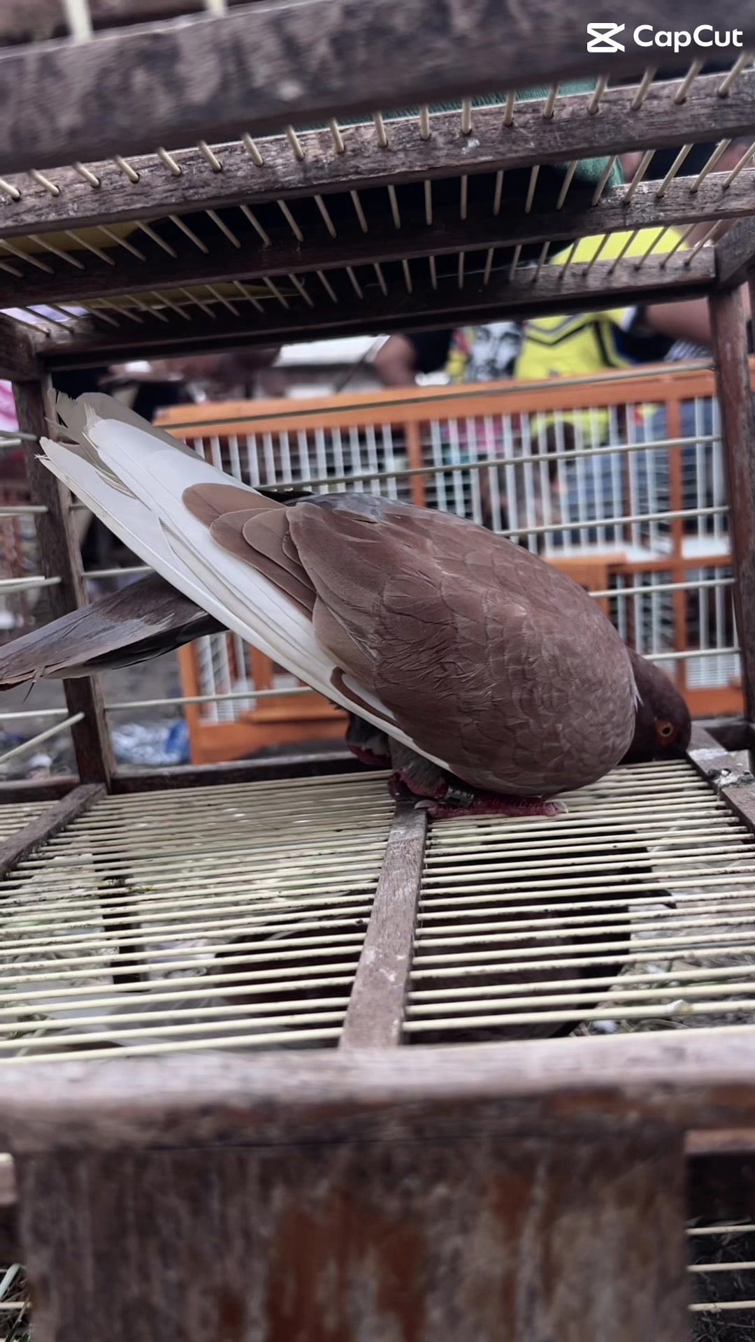 @Z V A 36 Merpati Reborn 🕊️🕊️