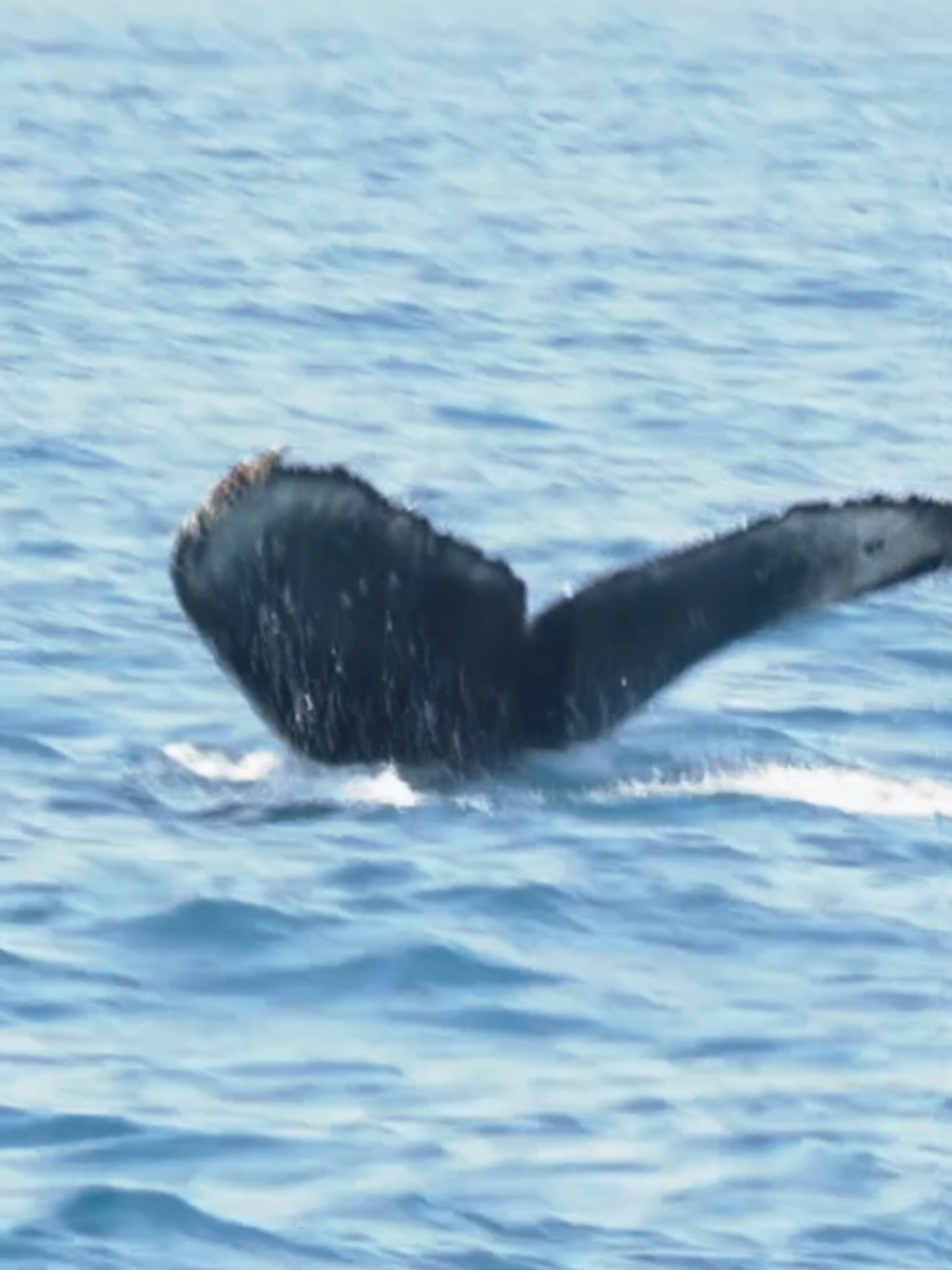 @Adventure Whale Watching